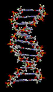 Une molécule d'ADN : les deux brins sont composés de nucléotides, dont la séquence constitue l'information génétique